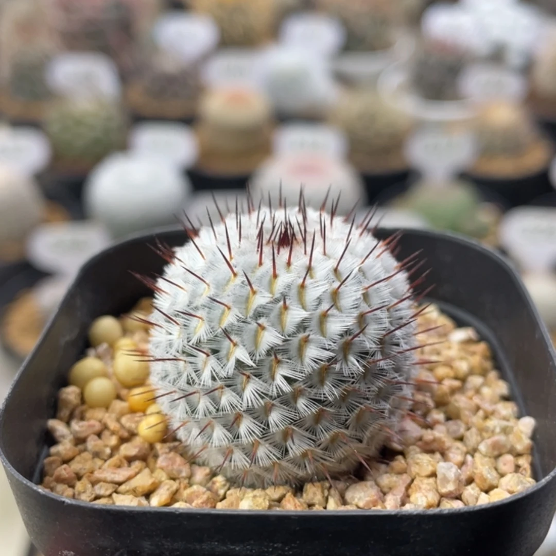直刺佩雷       实生根