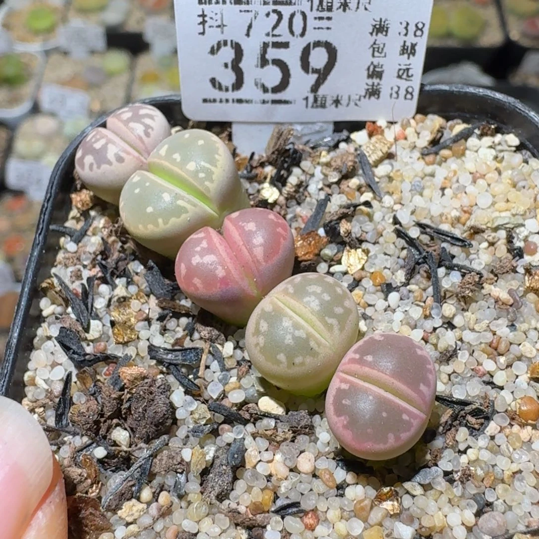 Sss清清清货了359