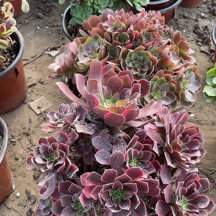 2棵玫瑰玫瑰玫瑰玫