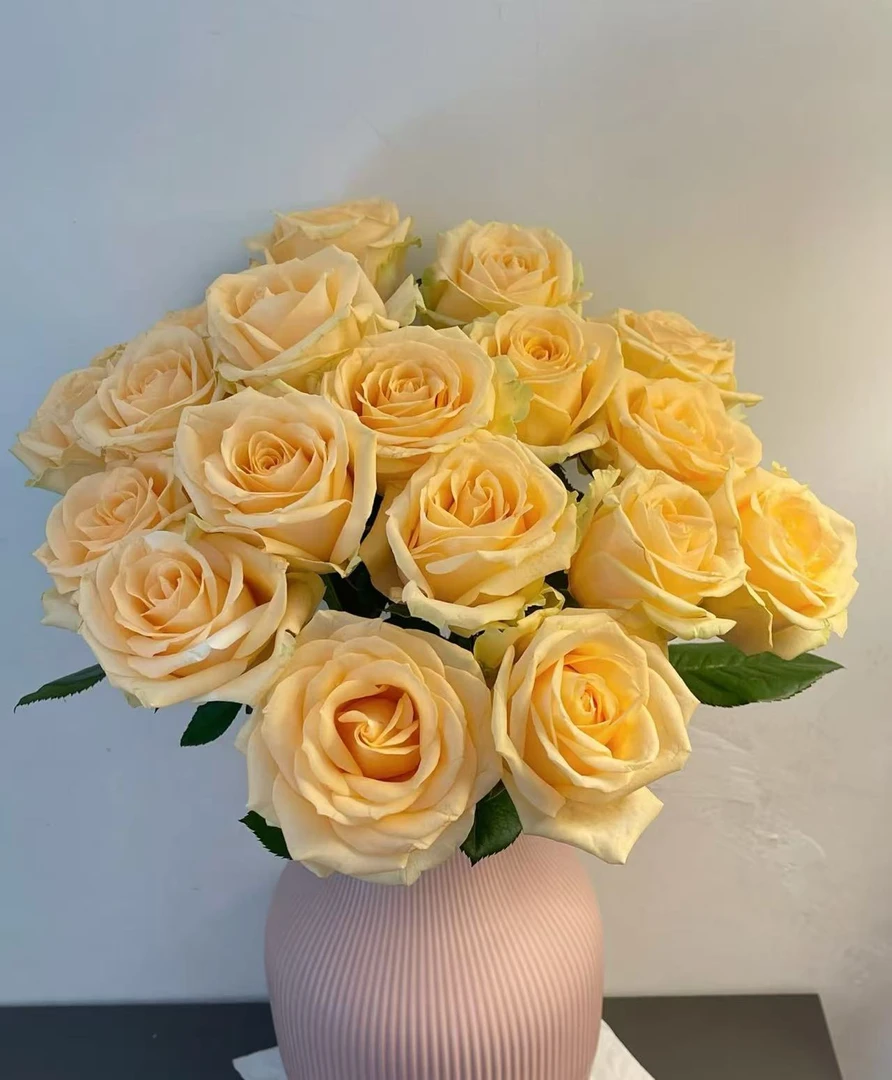 【香槟玫瑰】云南鲜花基地直发家用鲜花