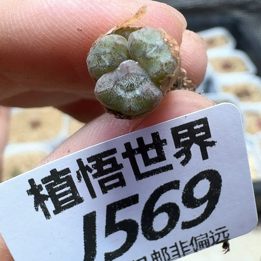 多肉植物的润泽额f f