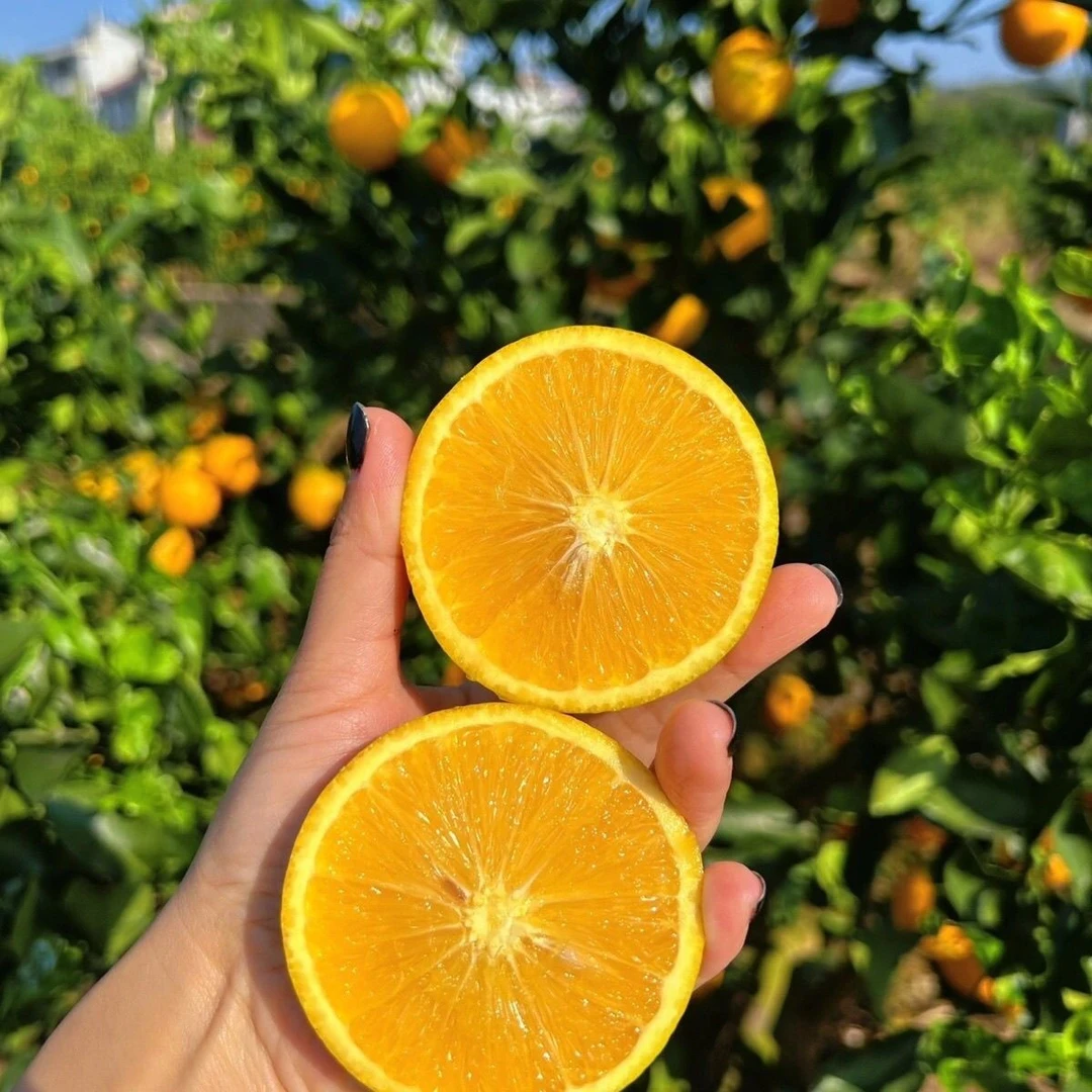 新鲜当季现摘怀橘甜橙香甜多汁孕妇小孩可食用水果