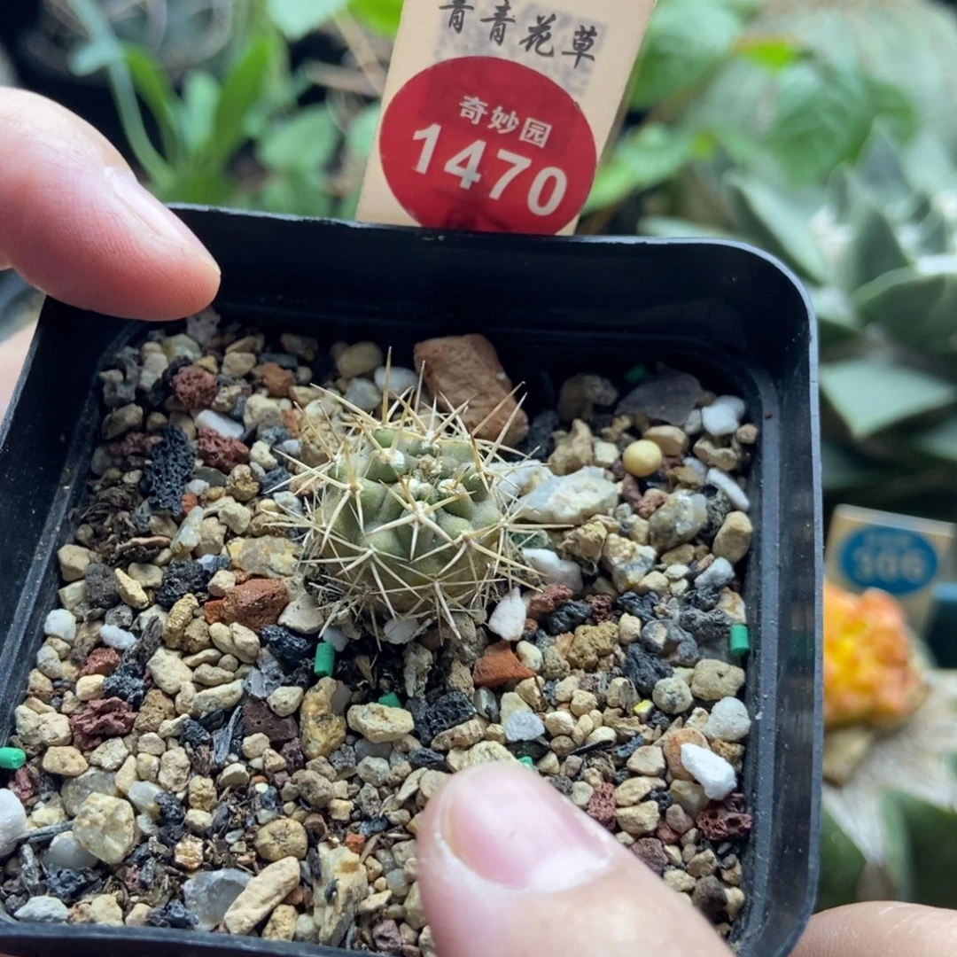 实生极光头伍佰津玉1.8cm