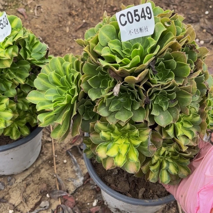 549 多肉法师不包断枝