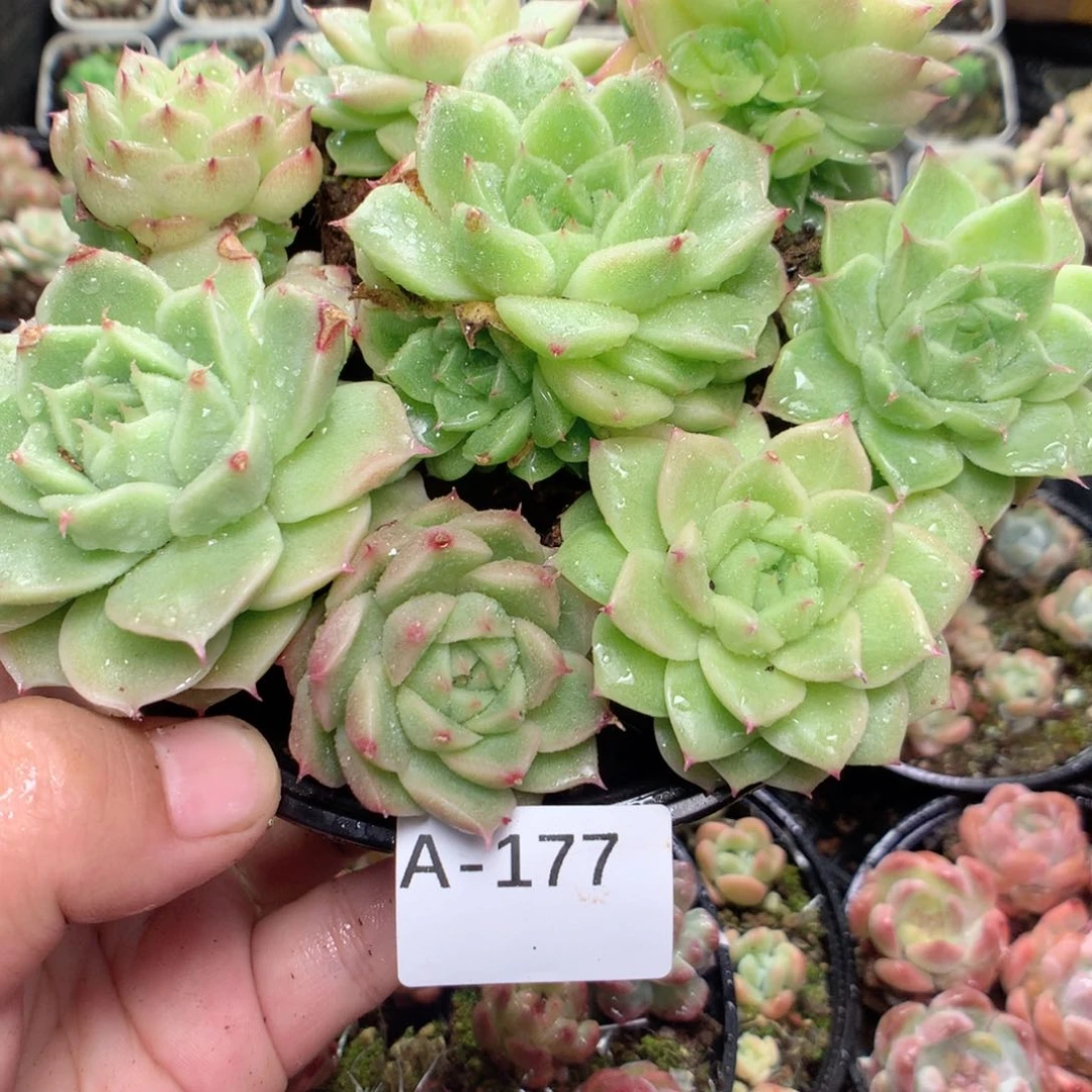 无花朵A177英语英语英语