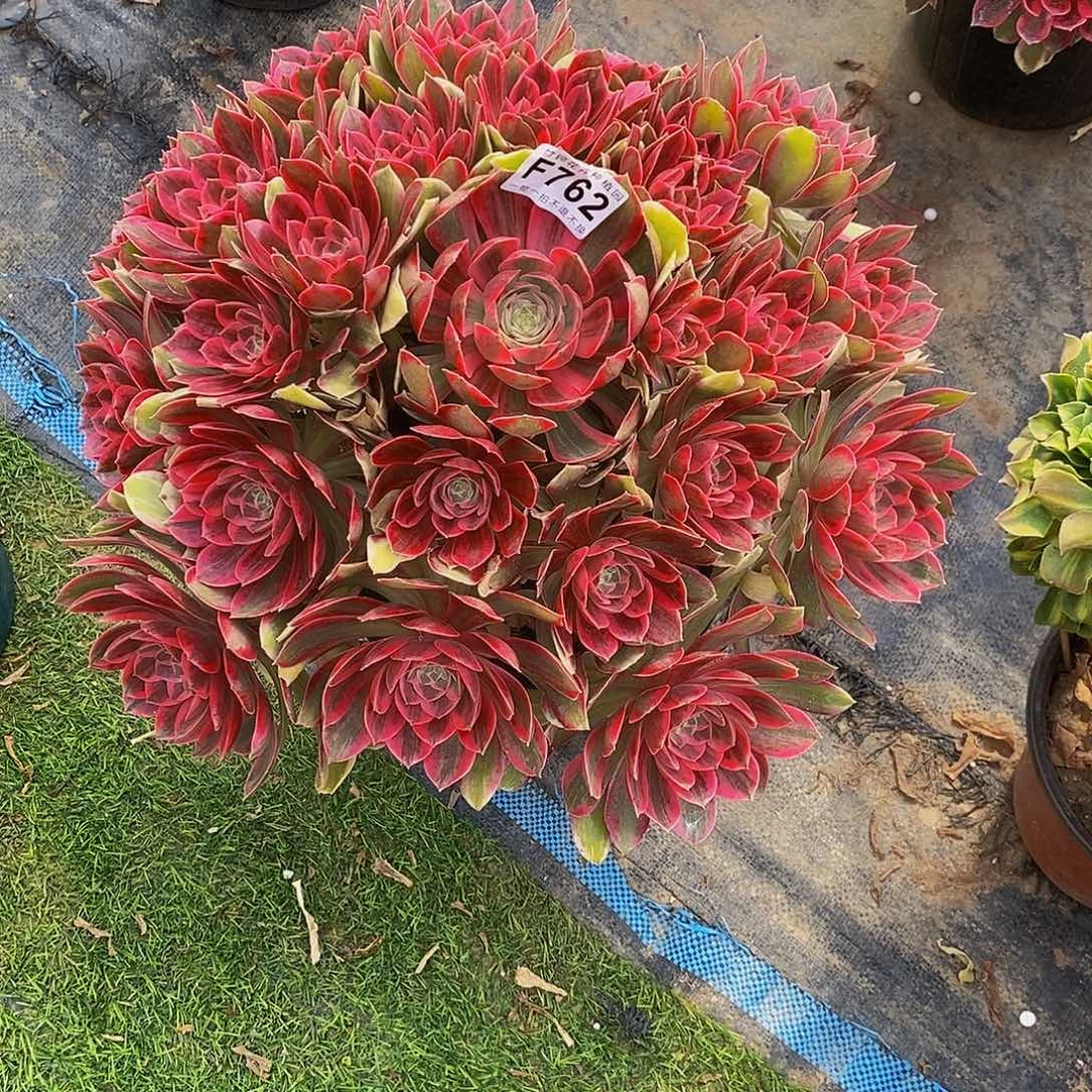 踏**梅762涣莎锦一棵一