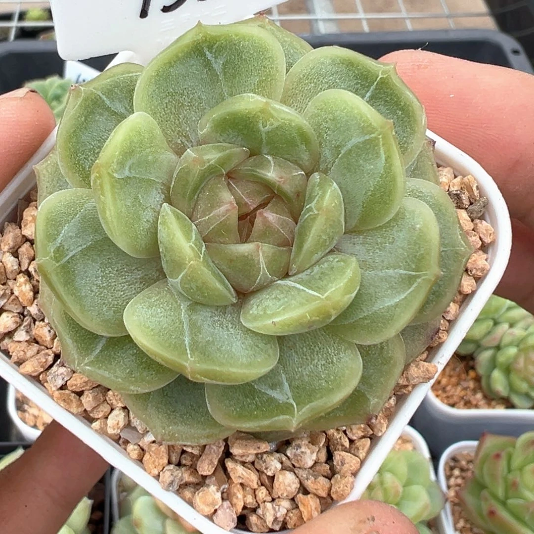 158号彩恋晗雨多肉植物