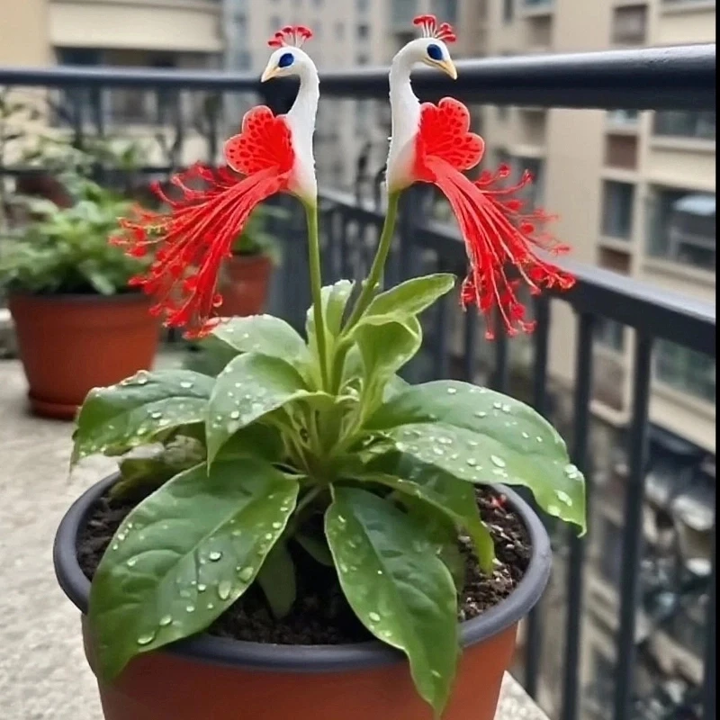 四季君孔雀花种球植物室内易活绿植水培好养阳台高端种球