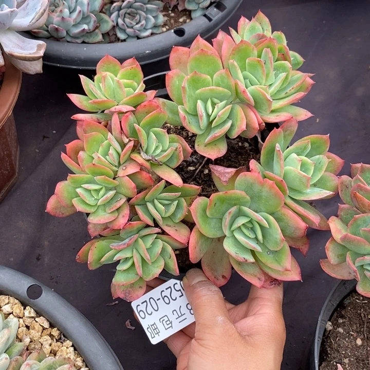 夏悦多肉0529-29绮罗