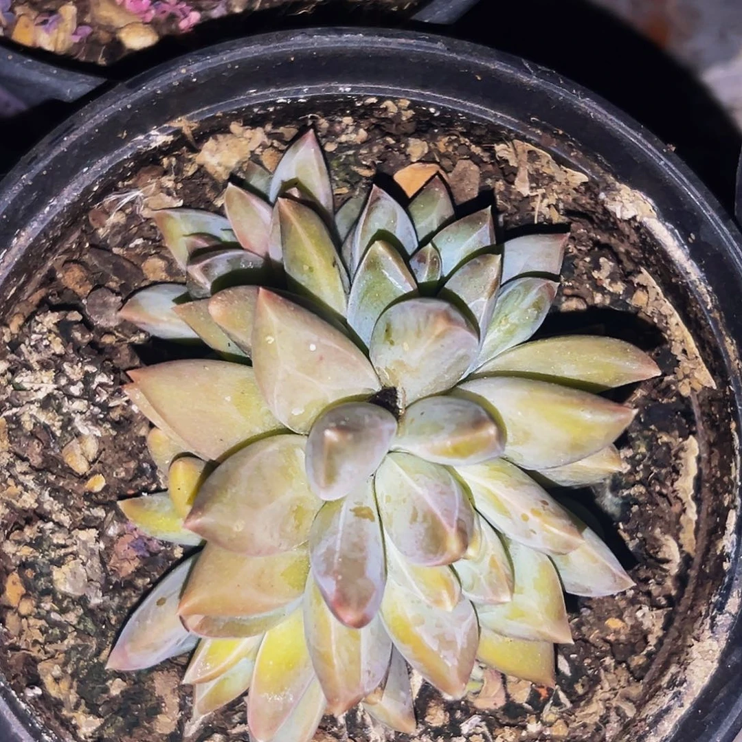 桔云多肉美人精品系列