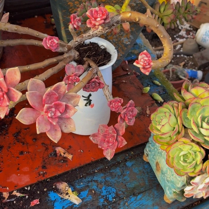 雨***！老桩精品肉肉鹅肝