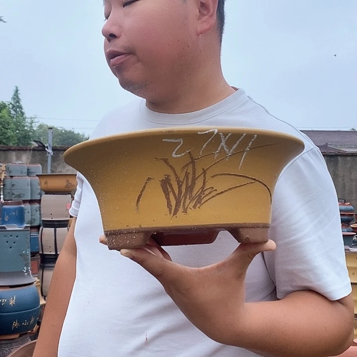 紫砂花盆盆栽观赏植物