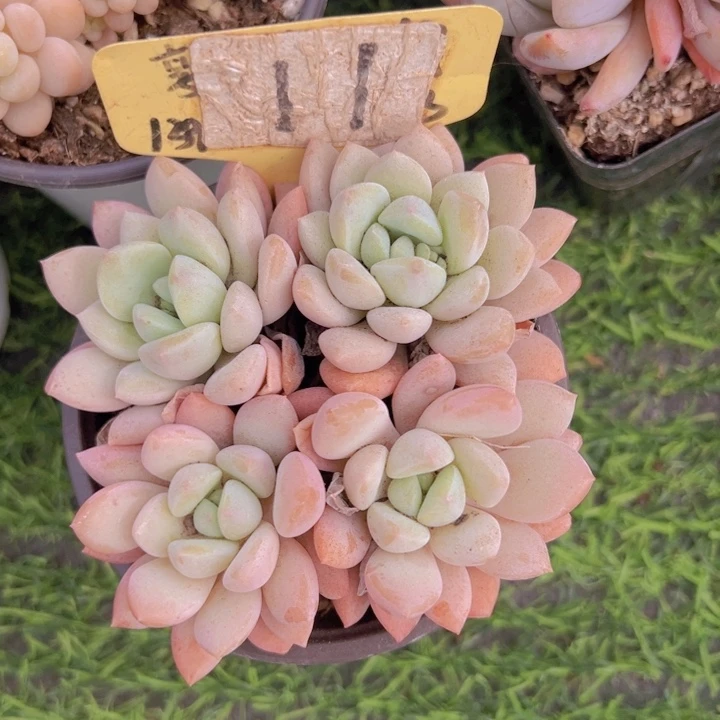 健健康康平平安安