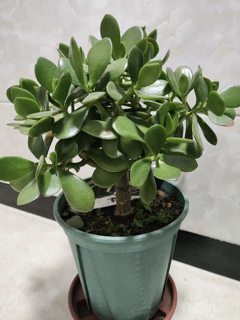 【玉树】老桩大株多肉植物室内阳台好养活巨型绿植盆栽的净化空气