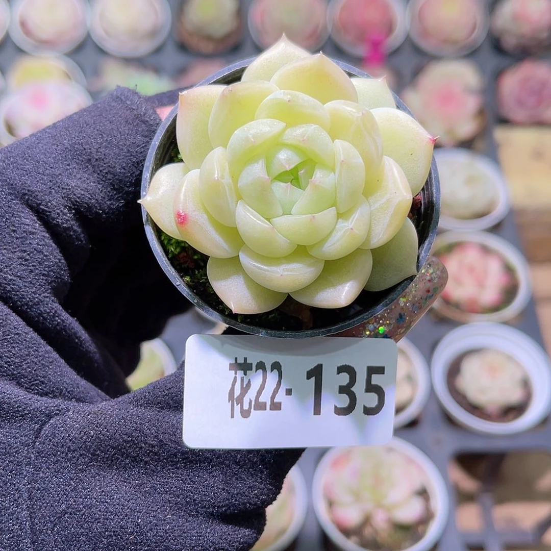 花利美22-135新品