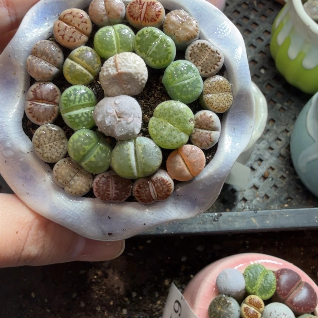 多肉葡萄的味道真的642