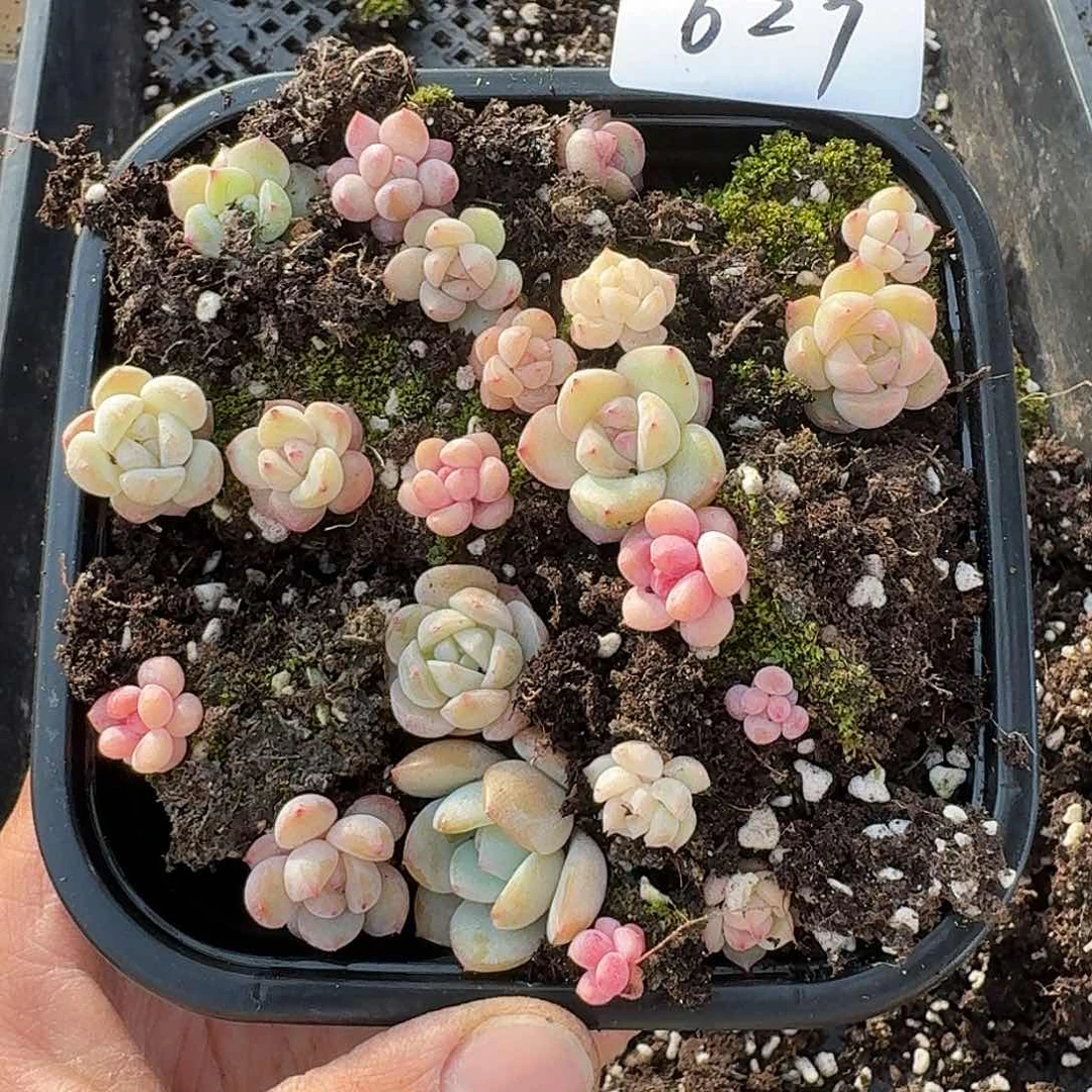 杂交新品珍妮多肉629