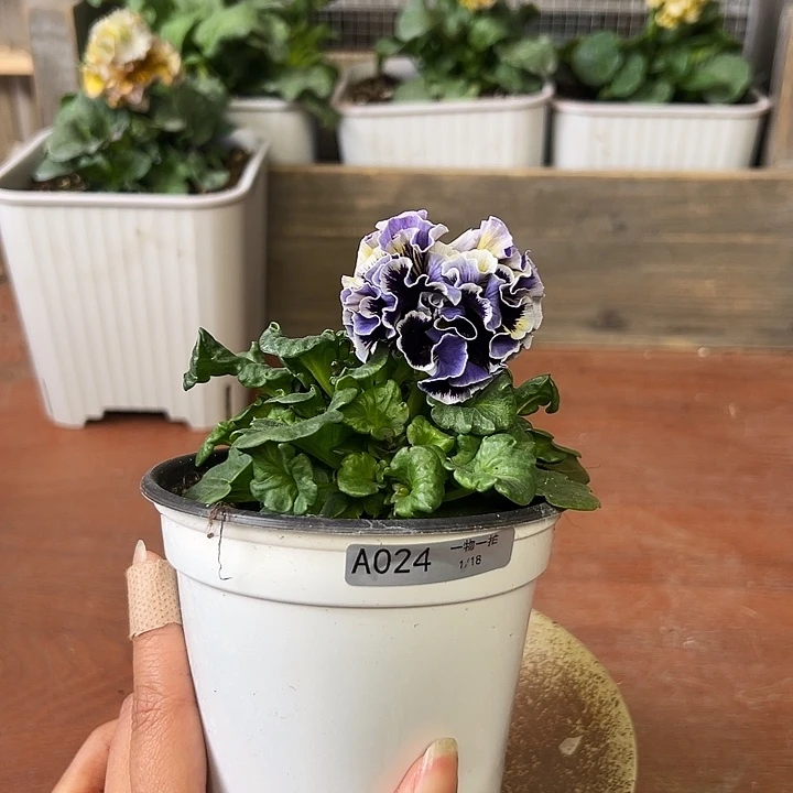 红陶024 我家的花花真好看