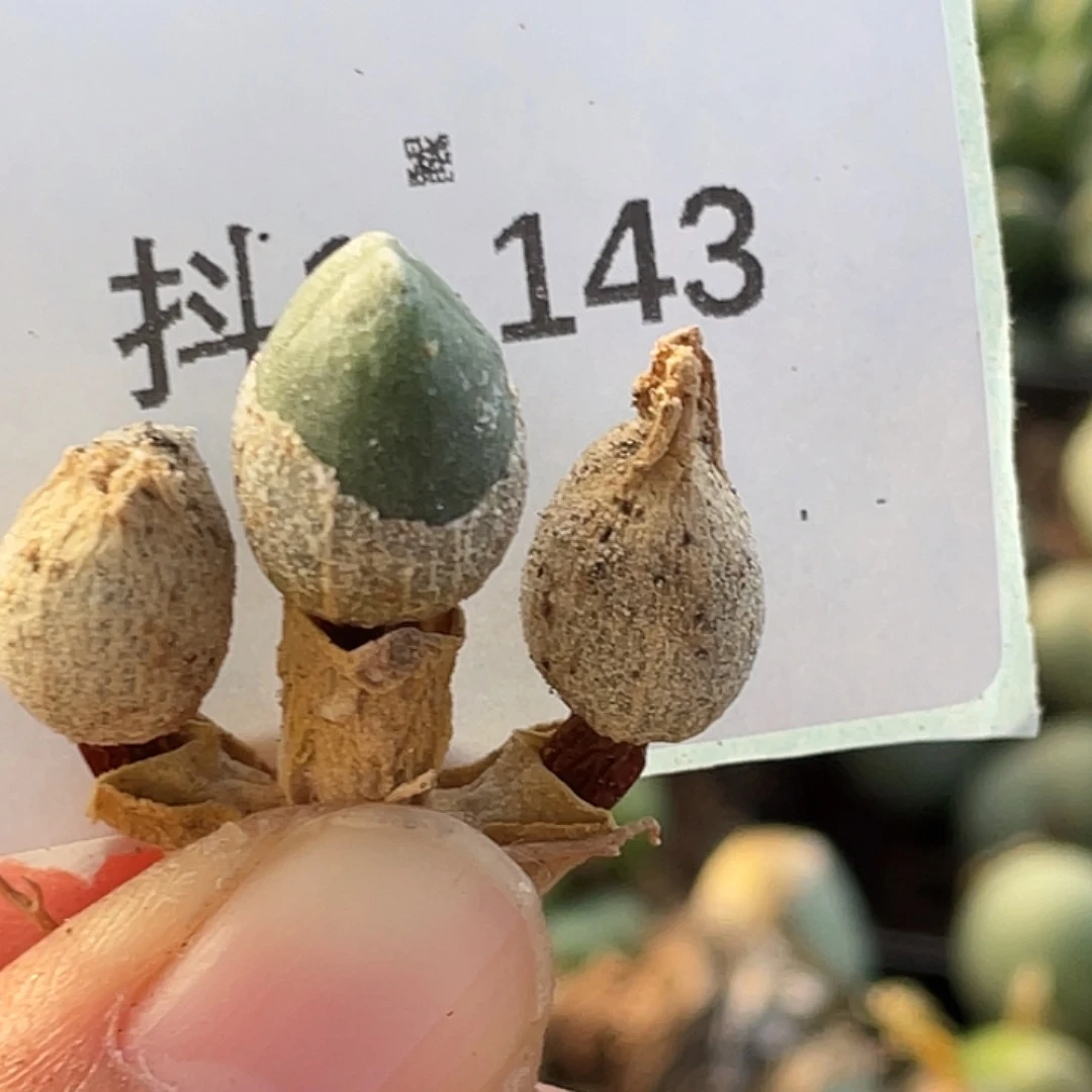 1-143哈默兔多肉植物