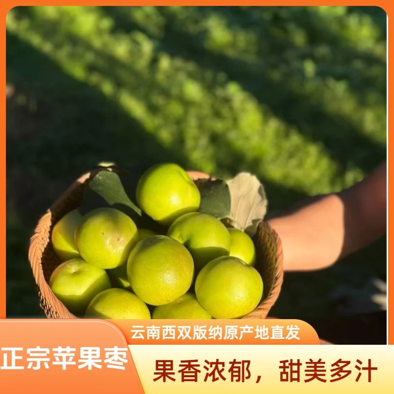 正宗云南西双版纳苹果枣脆甜爽口多汁新鲜水果孕妇水果当季水果