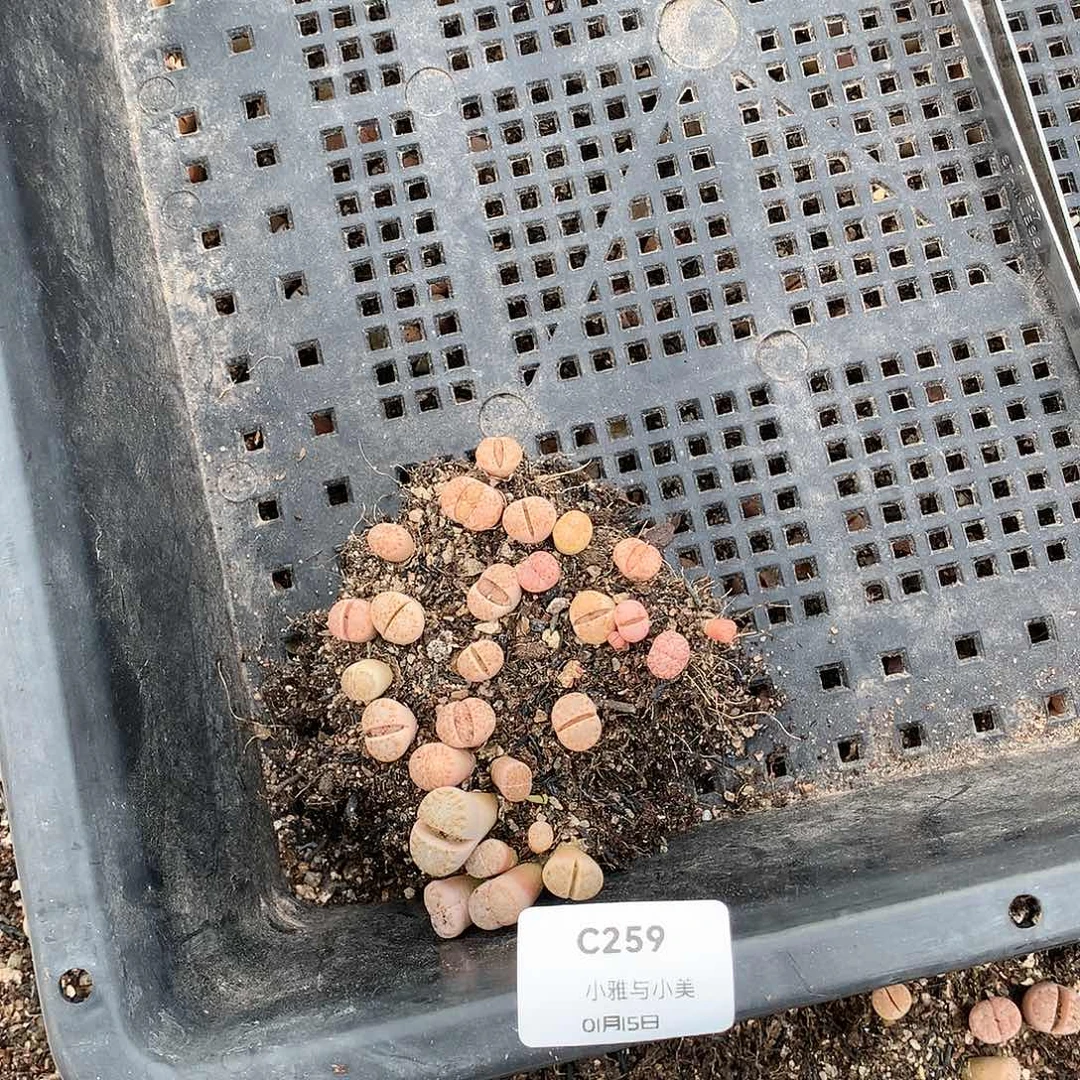 抹****?C259多肉植物保护