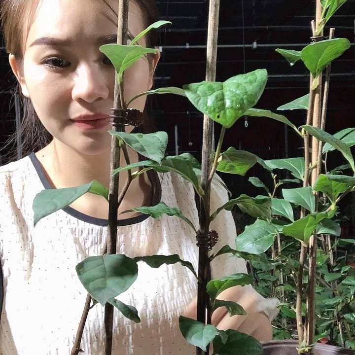 完全开放紫气东来28.8