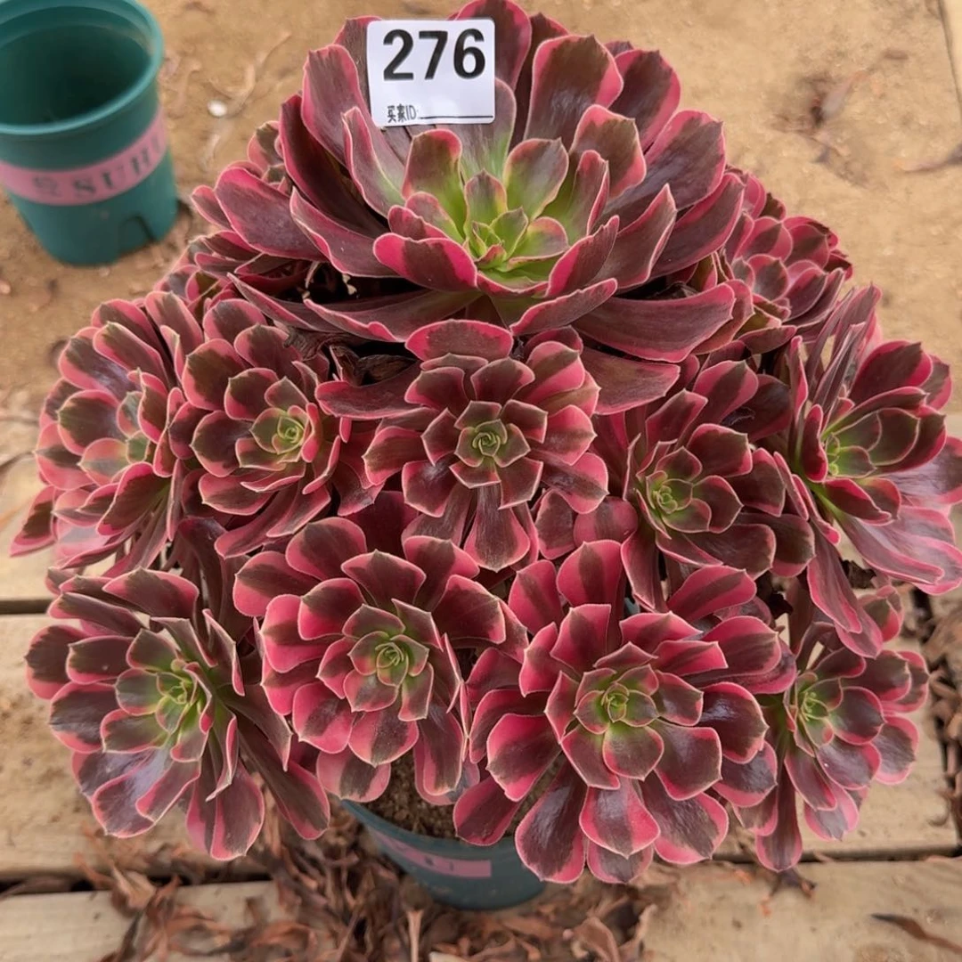 276凤冠多肉植物