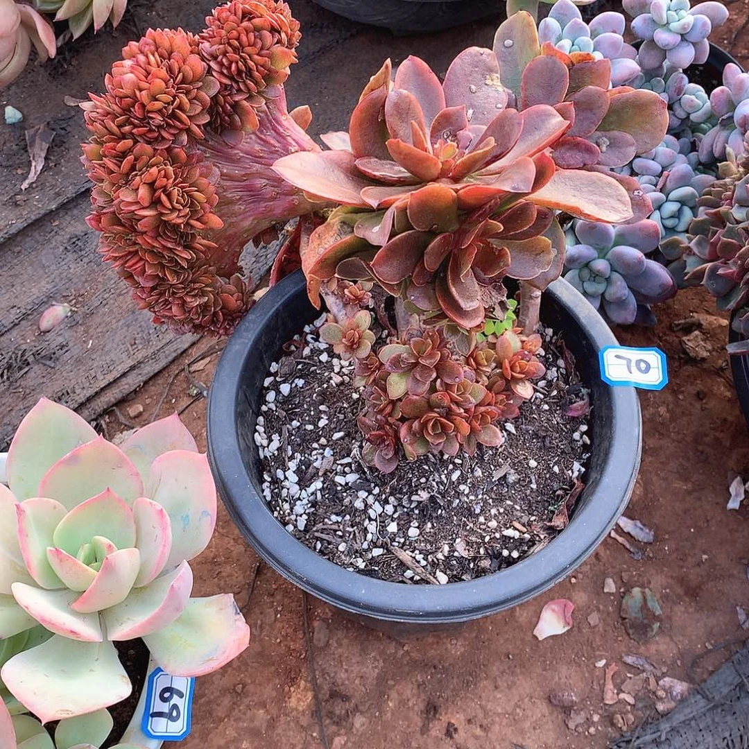 70糖果 一物一拍多肉