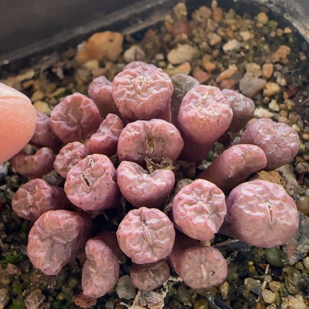 【闪购商品】7773