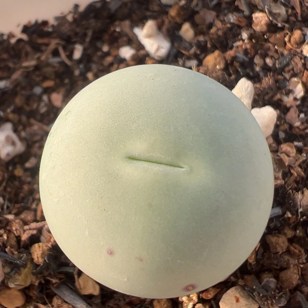 36多肉植物百科鸽子蛋