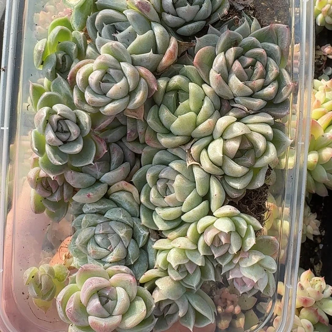 杂交新品珍妮多肉434