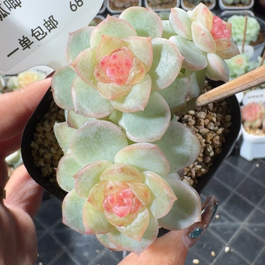 1014-068-粉色腿群