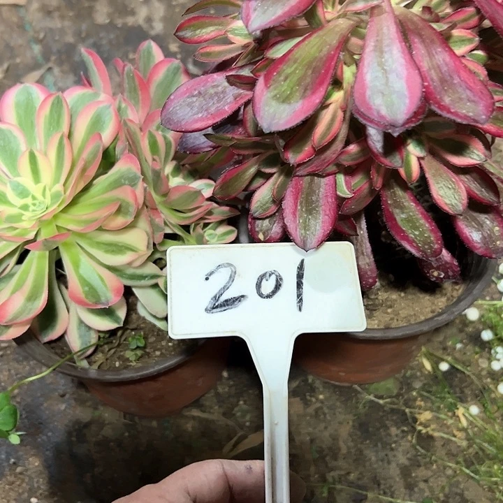 多肉植物组合2个