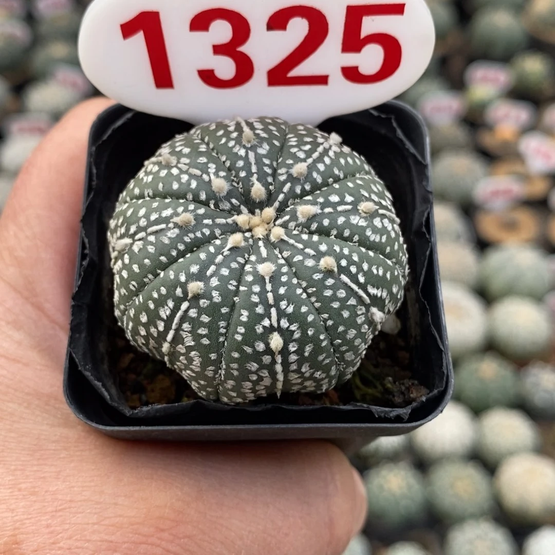 1325特价特价系列