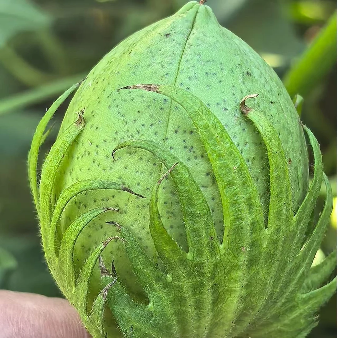 合信显眼包65-5号