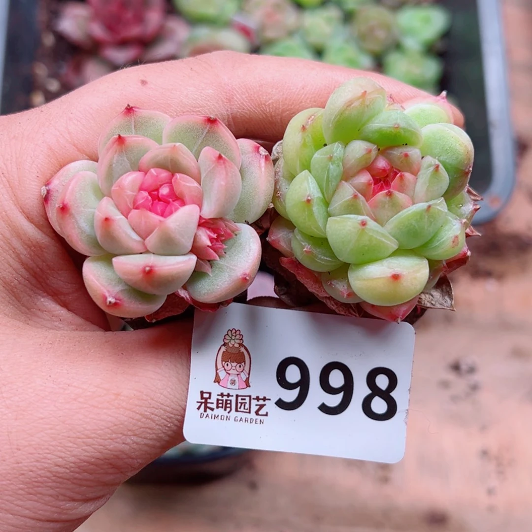 多肉植物多肉植物