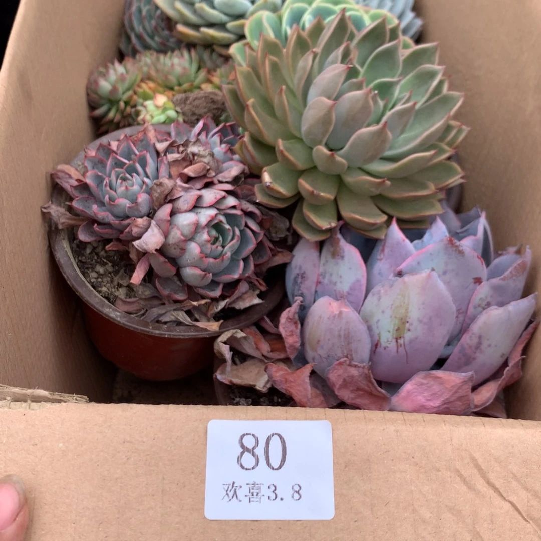80一箱十棵不重复