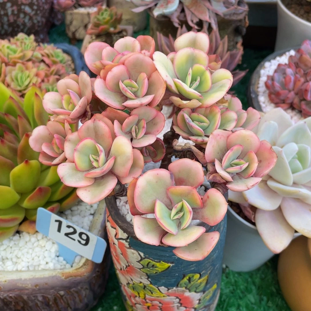 多肉植物盆栽多肉多肉