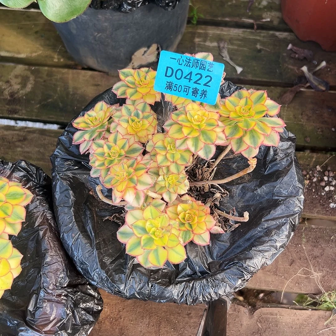 多肉植物多肉植物0422