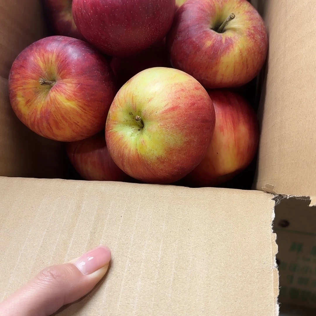 完全开放云南昭通丑苹果甜脆中果混发5斤包邮