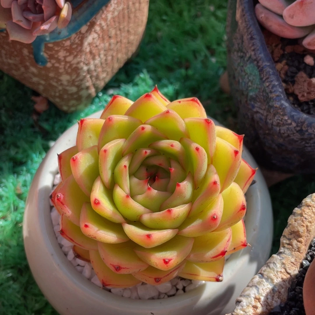 多肉植物盆栽多肉