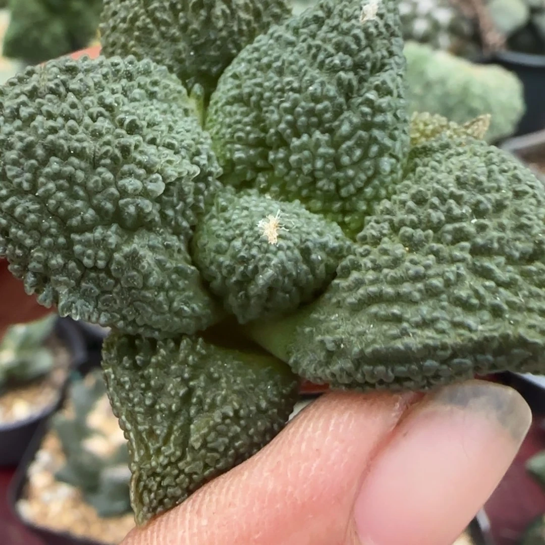 无花朵巴索超级哥斯拉888