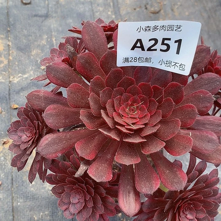 官*251黑天鹅多肉8888888