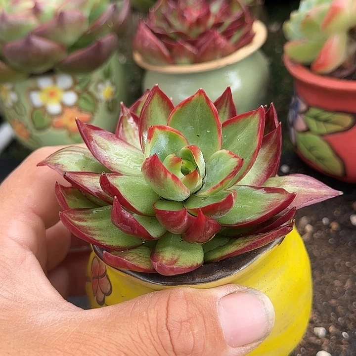 惊鸿一物一拍包装收缩花旱