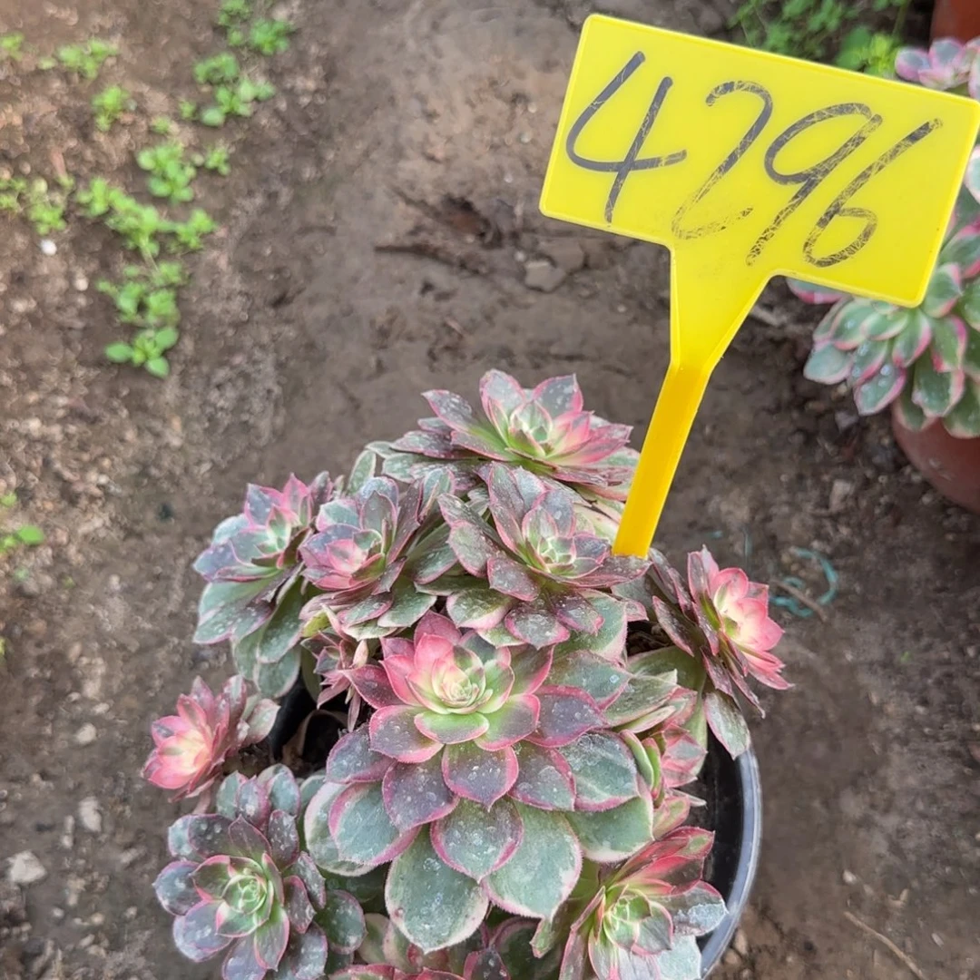 4296--黑魔锦多头