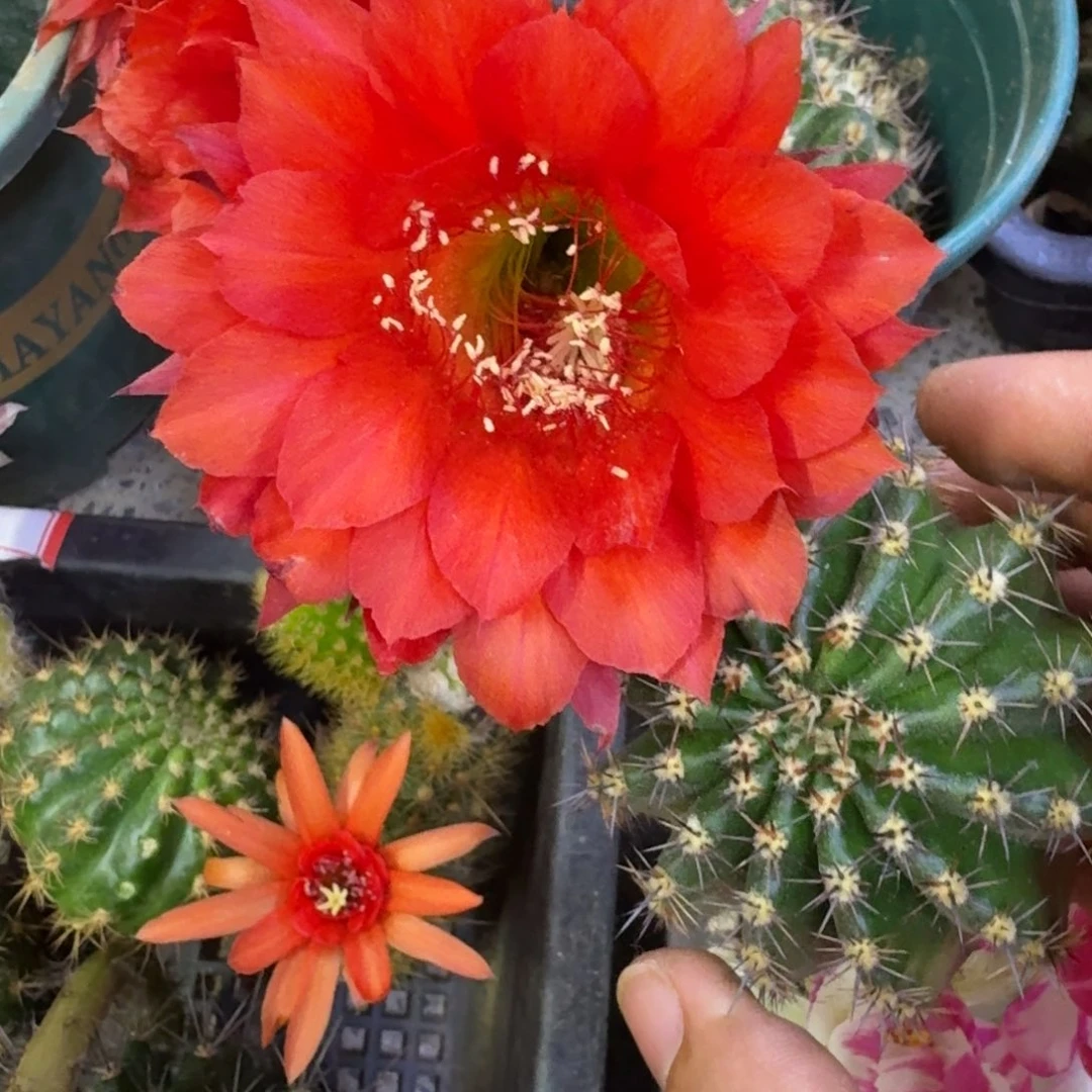 7彩草火鹤歪4公分左右无根侧牙，20包邮