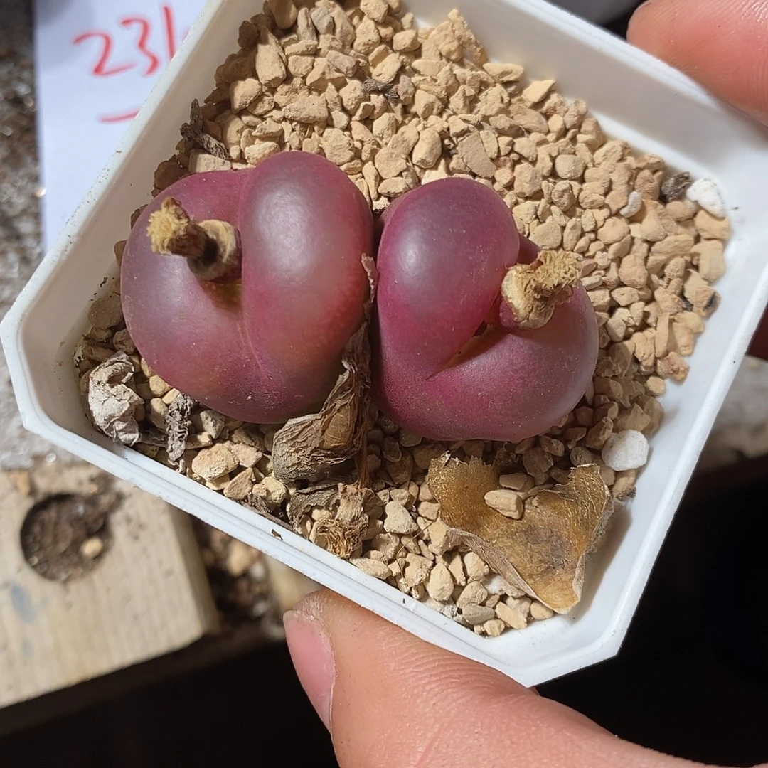 2310。 厚皮大双头红宝石。