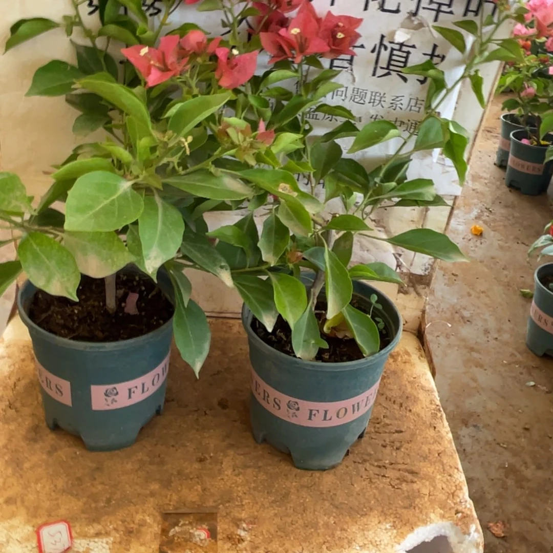 宸***宸当前无花栽培后可以开花7-2089