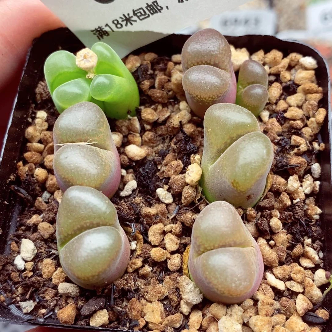 我的小姐姐们都是我6946