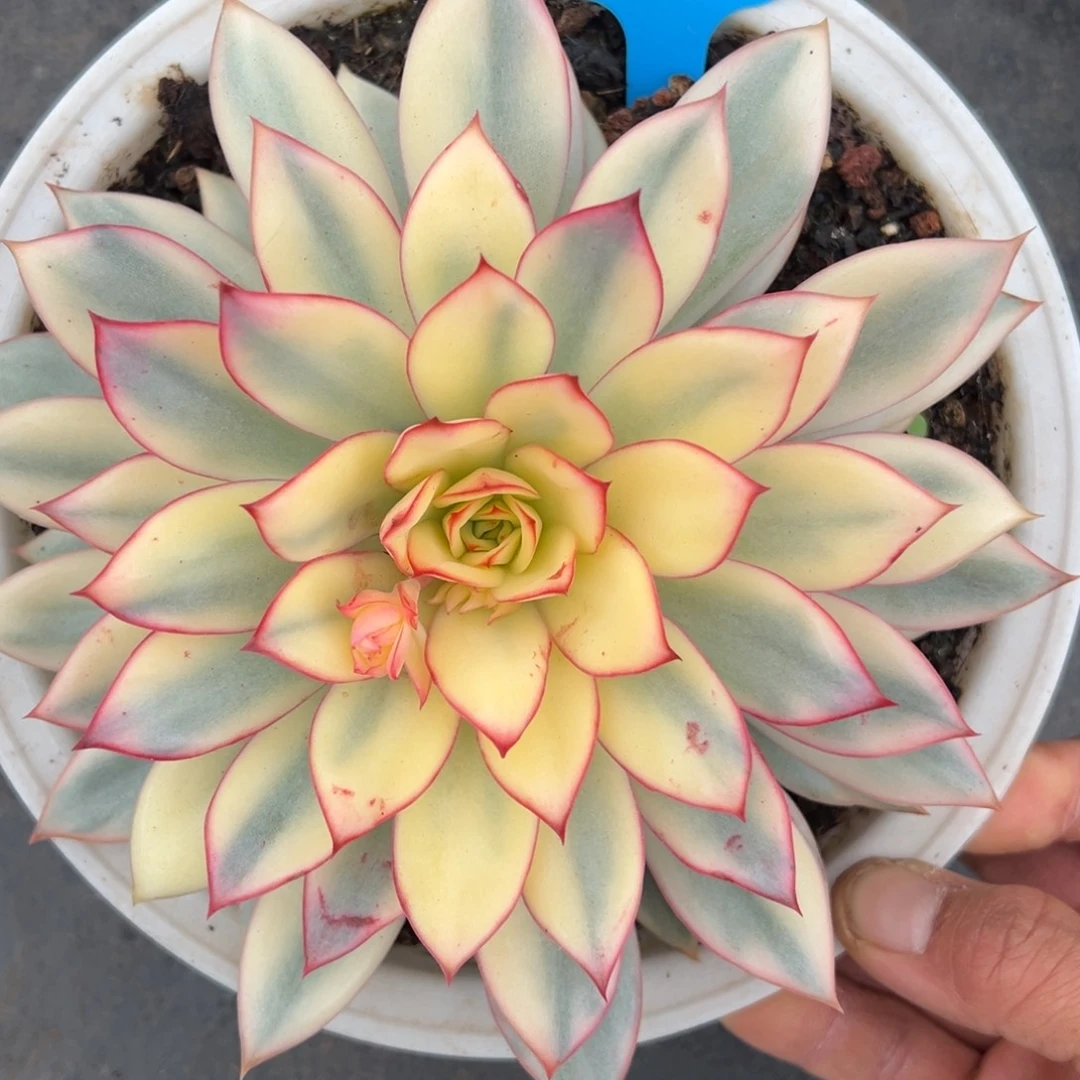 秋***天28号月光女神锦多肉植物25